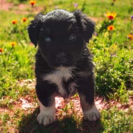 Hallie - Australian Shepherd Female