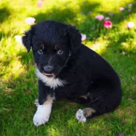 Haddie - Australian Shepherd Female