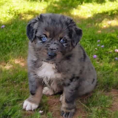 Hayes - Australian Shepherd Male