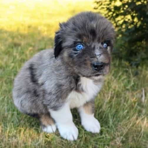 Harvey - Australian Shepherd Male