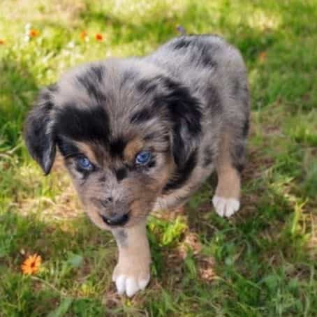 Hank - Australian Shepherd Male