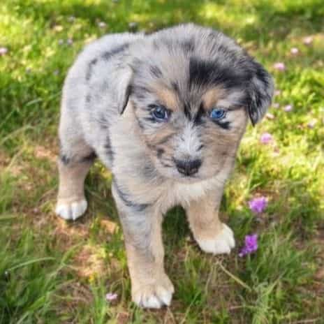 Henry - Australian Shepherd Male