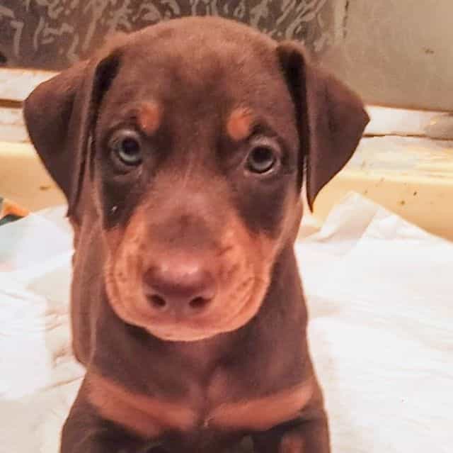 Red collar  - Doberman Pinscher Female