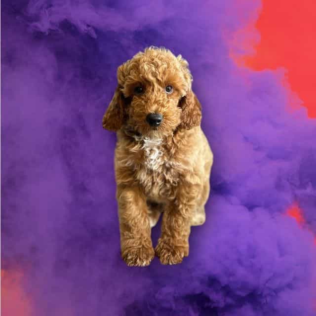 Arthur - Toy Poodle Male