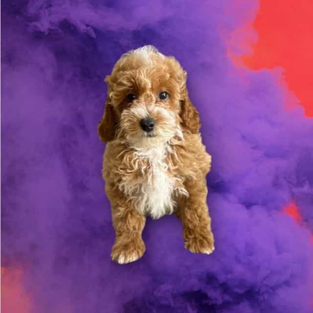 Galahad - Toy Poodle Male