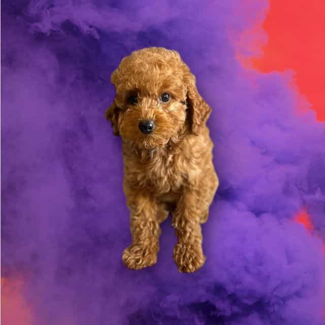 Percival - Toy Poodle Female
