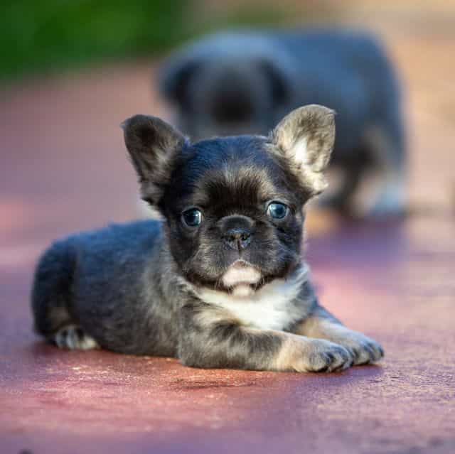Victoria - French Bulldog Female
