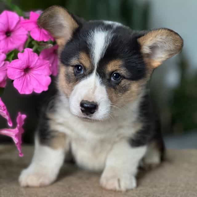 Bella - Pembroke Welsh Corgi Female