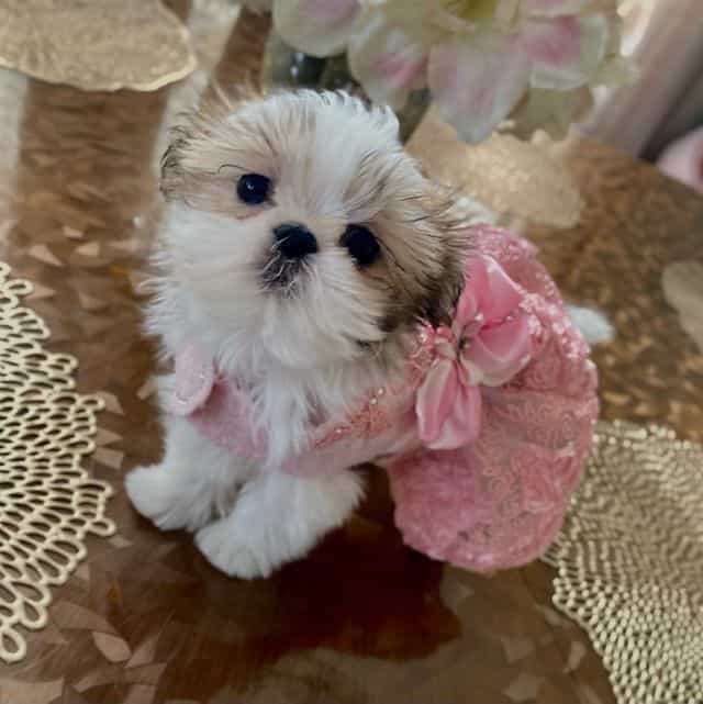 Lolita  - Shih Tzu Female