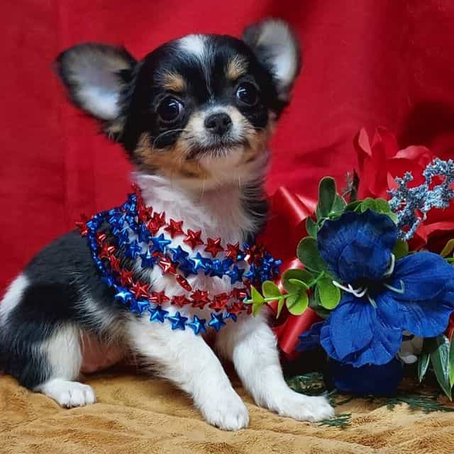 Twinkle  - Chihuahua Female