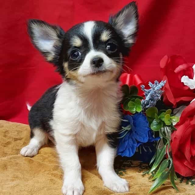 Mirage  - Chihuahua Male