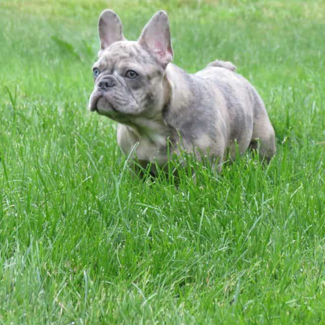 French Bulldog  - French Bulldog Male