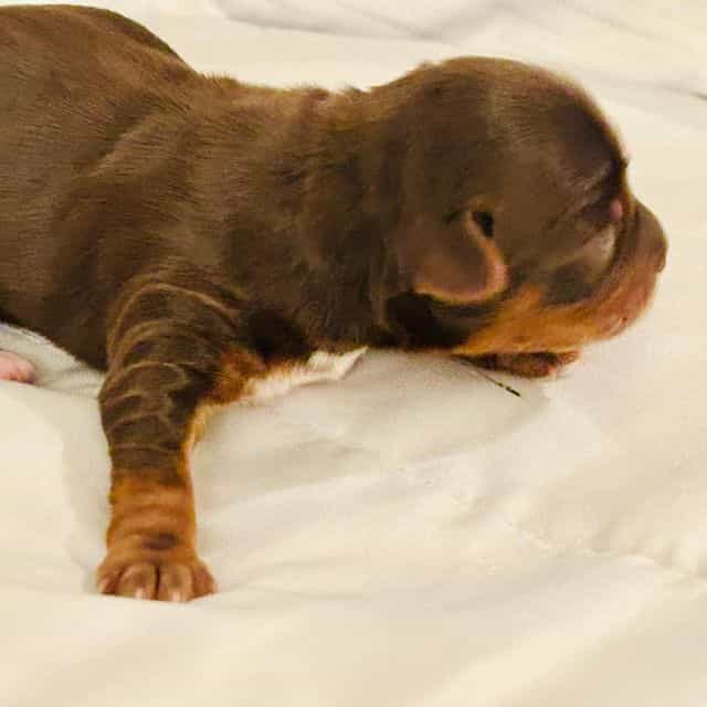 Chocolate Tradi - Yorkshire Terrier Male