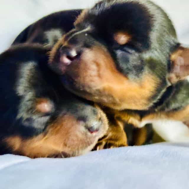 Black Tradition - Yorkshire Terrier Male