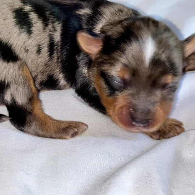 Blue Merle Girl - Yorkshire Terrier Female