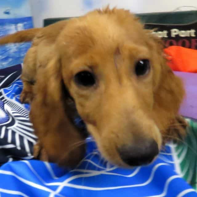 McDuff - Doxle Male