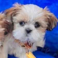 Polar  - Shih Tzu Male