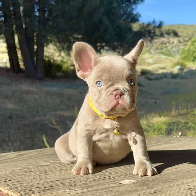 Rebecca - French Bulldog Female