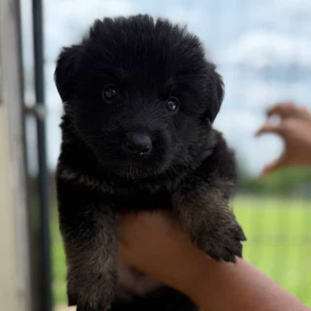 Cooper - German Shepherd Dog Male