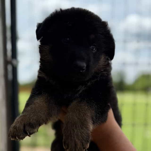 Rocket - German Shepherd Dog Male