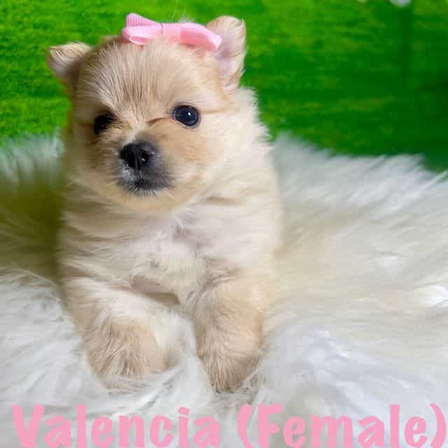 Valencia - Pomeranian Female