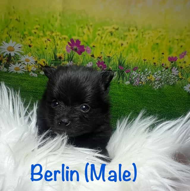 Berlin - Pomeranian Male
