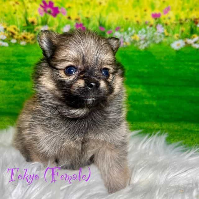 Tokyo - Pomeranian Female