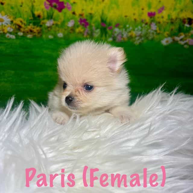 Paris - Pomeranian Female