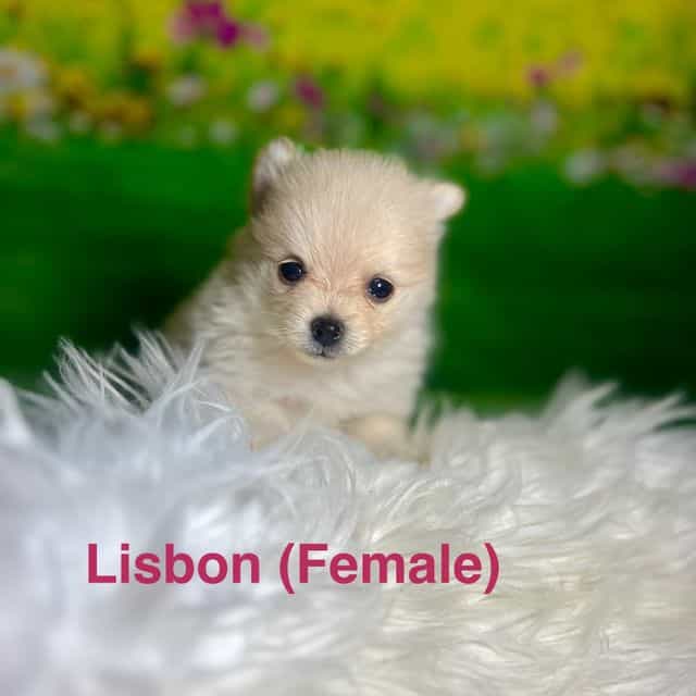 Lisbon - Pomeranian Female