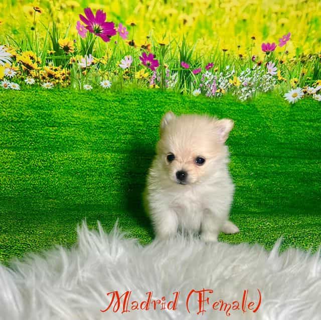 Madrid - Pomeranian Female