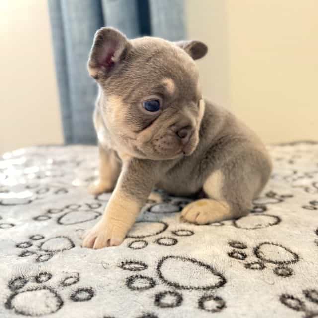 Elle - French Bulldog Female