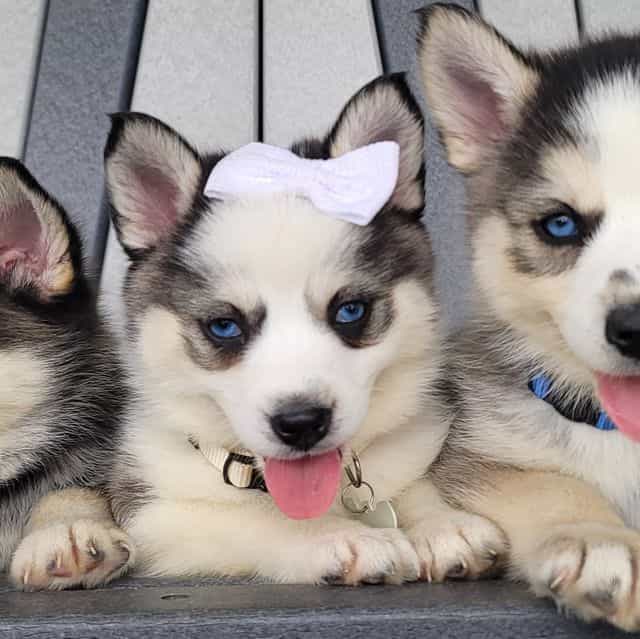 Rose - Pomsky Female