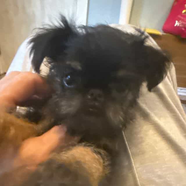 Gillian - Brussels Griffon Female
