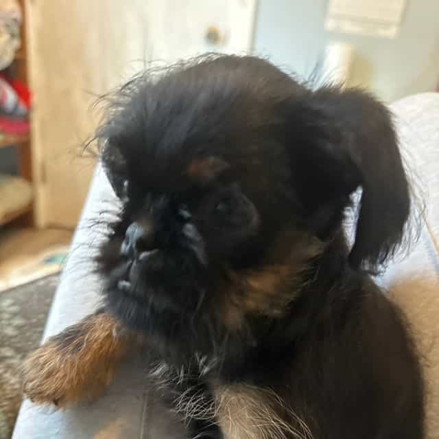 Gilbert - Brussels Griffon Male
