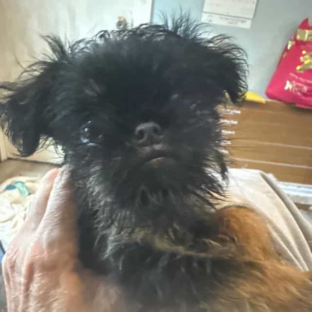 Gidget - Brussels Griffon Female