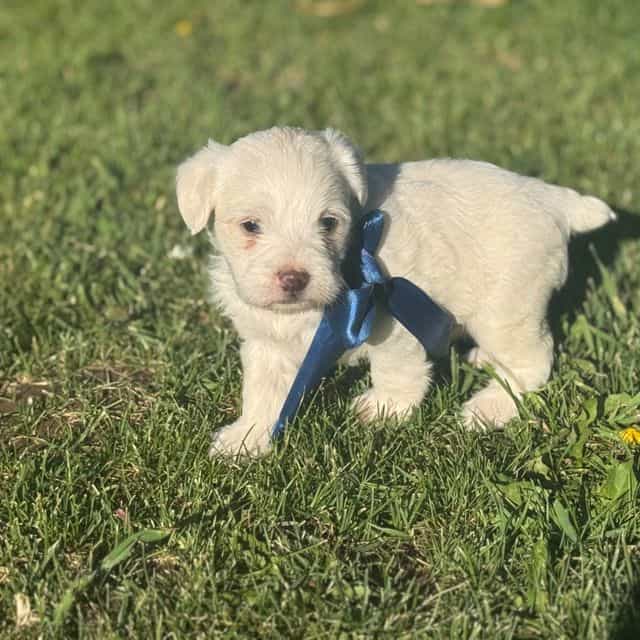 Boy 1 - Shih-Poo Male