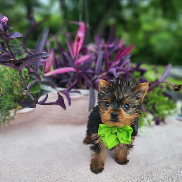 Teacup Tiny Ted - Yorkshire Terrier Male