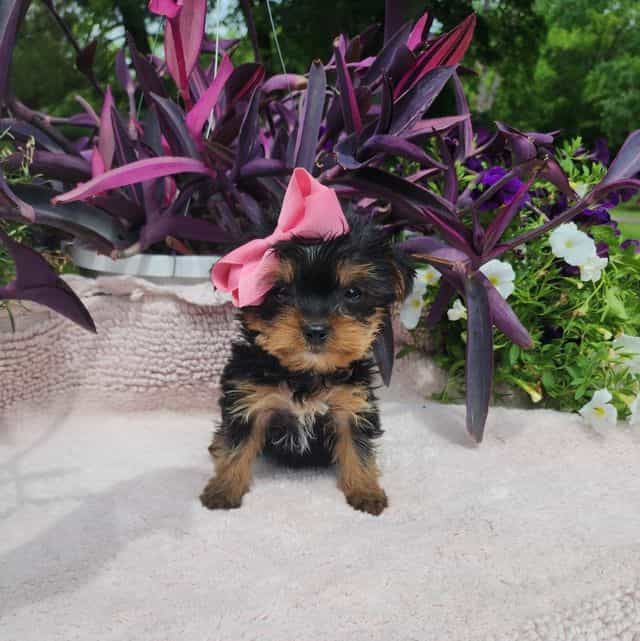 Tiny Teacup Oli - Yorkshire Terrier Female