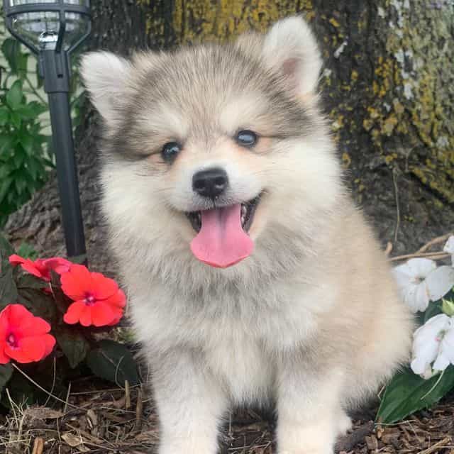 Handsome Timber - Alaskan Klee Kai Male