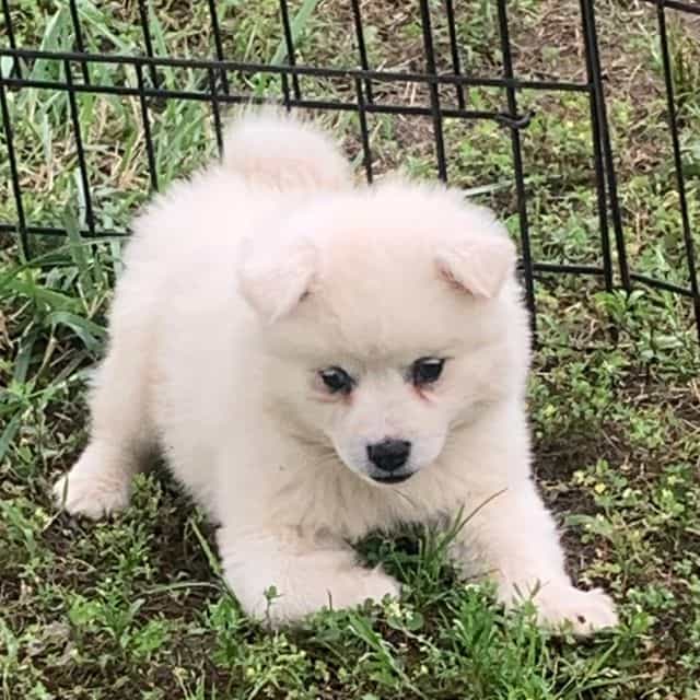 Snowy Boy~ TITA - Alaskan Klee Kai Male