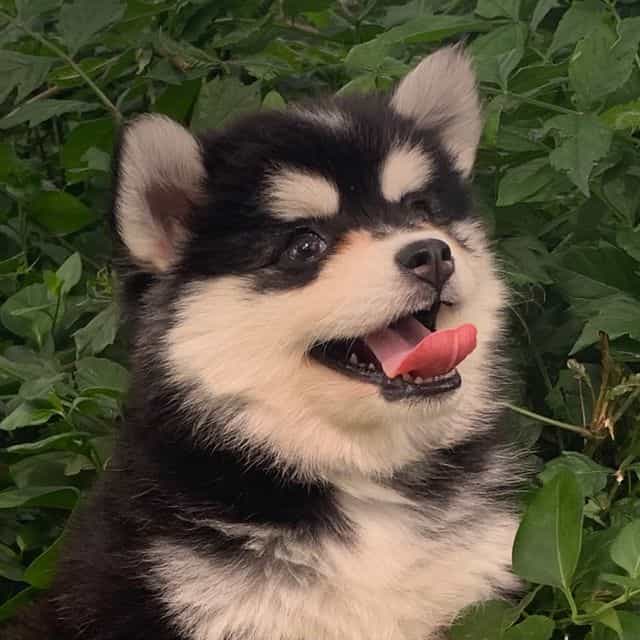 Stunning Lil’ T - Alaskan Klee Kai Female