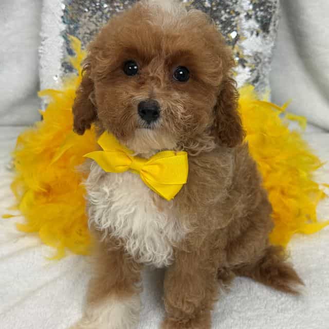 Riley Yellow Bo - Cavapoo Male