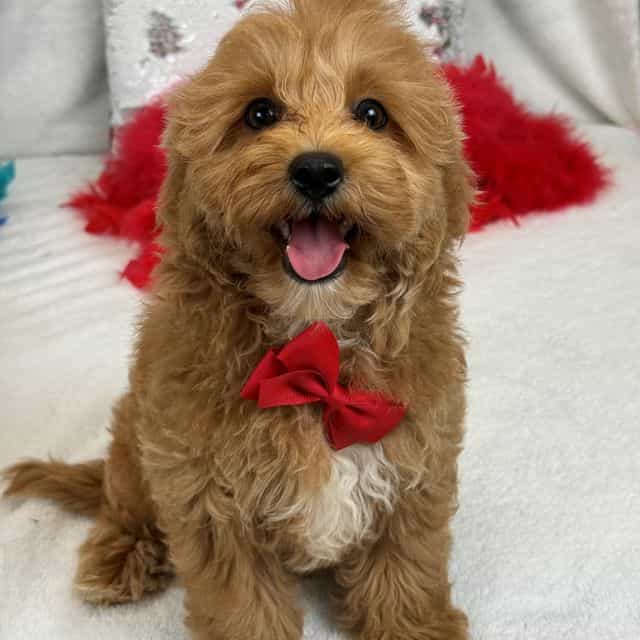 Rae Rae Red Boy - Cavapoo Male