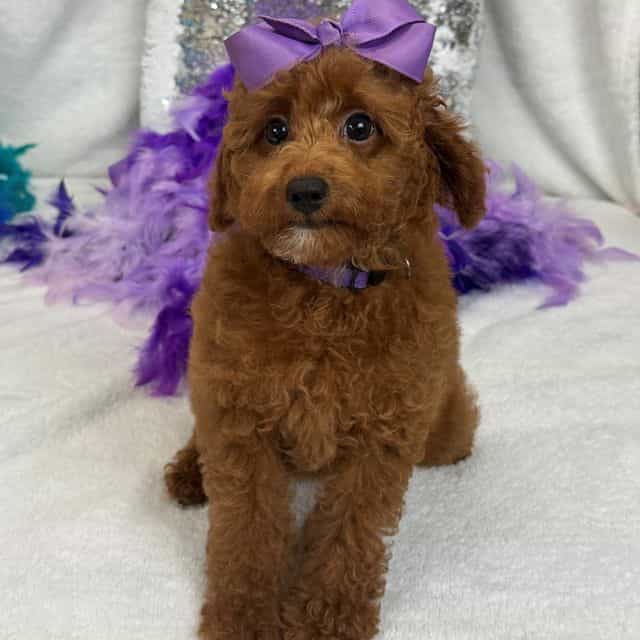 Tally Purple Gi - Goldendoodle Female