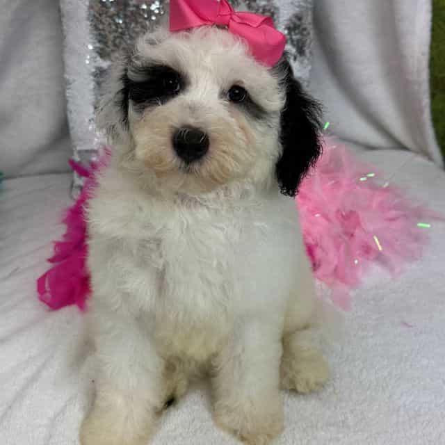 Elsa Pink Girl - Bernedoodle Female