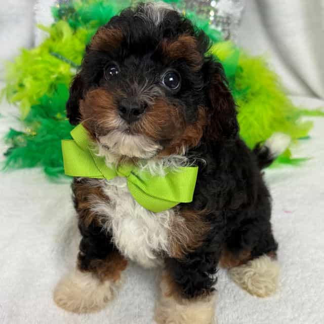 Elsa Green Boy - Bernedoodle Male