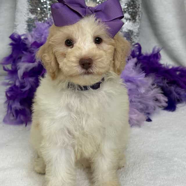 Gracie Purple G - Bernedoodle Female