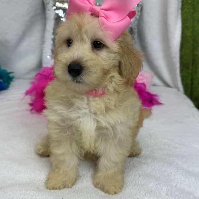 Gracie Pink Gir - Bernedoodle Female