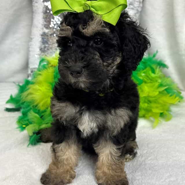 Gracie Green Gi - Bernedoodle Female