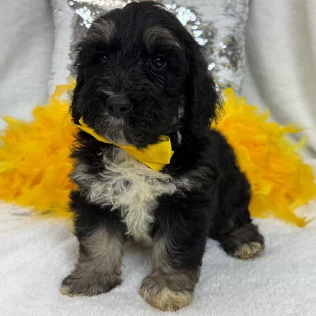 Gracie Yellow B - Bernedoodle Male